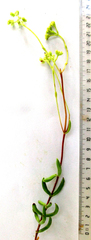 Crassula mollis