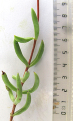Crassula mollis