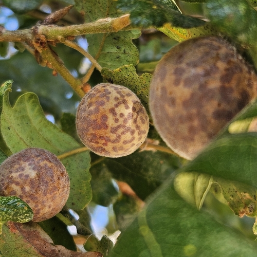 Speckled Gall Wasp photo 5