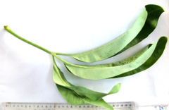 Cussonia paniculata