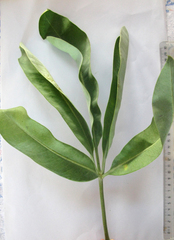 Cussonia paniculata
