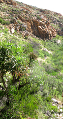 Cussonia paniculata