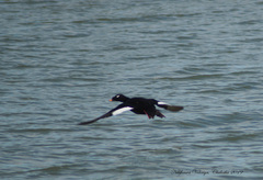 Melanitta stejnegeri