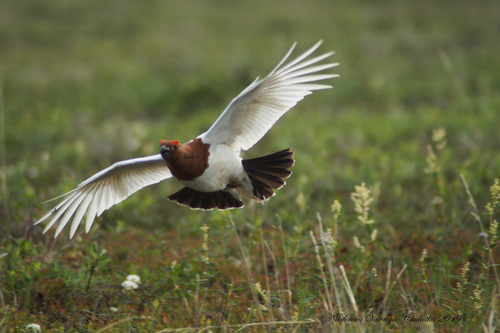 Willow Ptarmigan