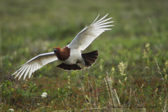 Willow Ptarmigan photo 5