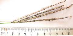 Digitaria natalensis