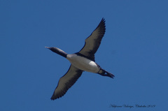 Pacific Loon photo 3