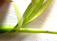 Digitaria natalensis