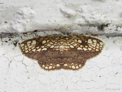 Drapetodes nummularia