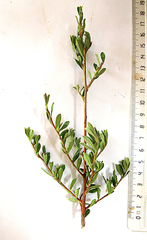 Diospyros austro-africana