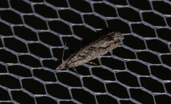 Holocola thalassinana