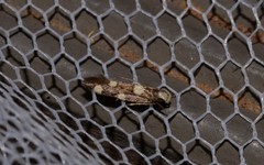 Limnaecia tetraplanetis