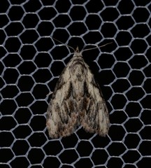Nola pleurochorda