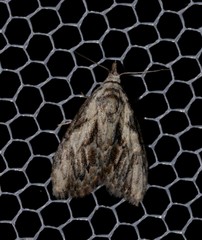 Nola pleurochorda