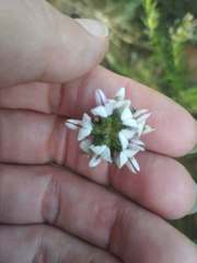 Aspalathus cephalotes