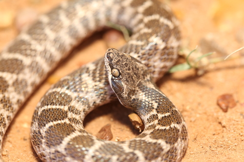 Chihuahuan Nightsnake
