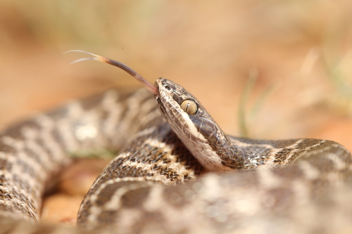Chihuahuan Nightsnake