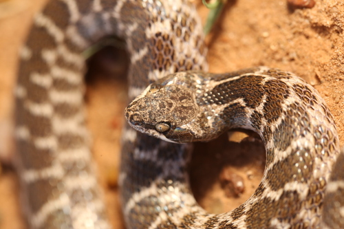 Chihuahuan Nightsnake