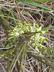 Xysmalobium involucratum