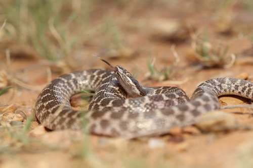 Chihuahuan Nightsnake