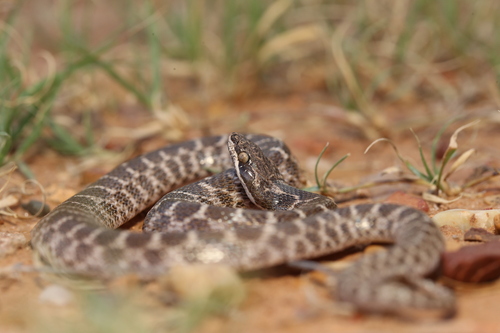 Chihuahuan Nightsnake