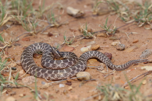 Chihuahuan Nightsnake