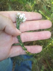 Aspalathus cephalotes