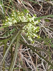Xysmalobium involucratum
