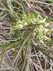 Xysmalobium involucratum