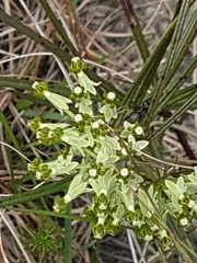 Xysmalobium involucratum