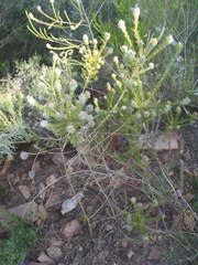 Aspalathus cephalotes