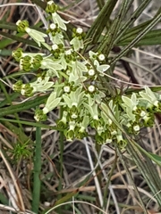 Xysmalobium involucratum
