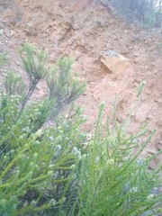 Aspalathus cephalotes