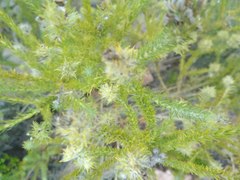 Aspalathus cephalotes