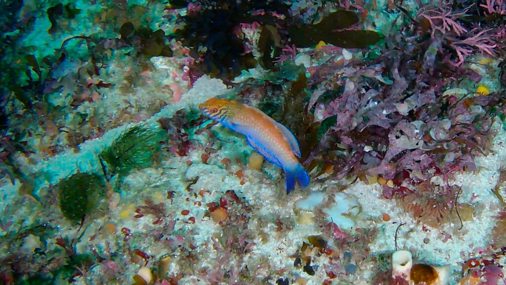 Braun's Senator Wrasse