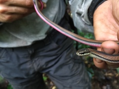 Liophidium rhodogaster