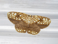 Drapetodes nummularia