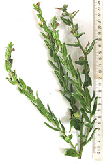 Lobostemon stachydeus