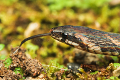 Macrocalamus chanardi