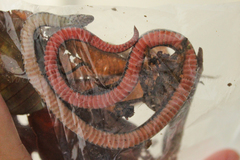 Macrocalamus chanardi