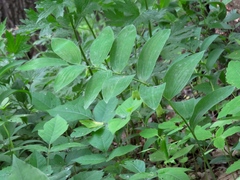 Polygonatum biflorum biflorum