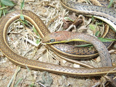 Psammophis orientalis