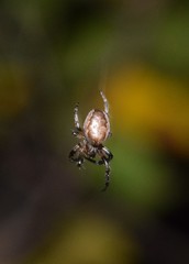 Larinioides patagiatus