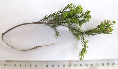 Passerina obtusifolia