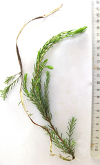 Passerina obtusifolia