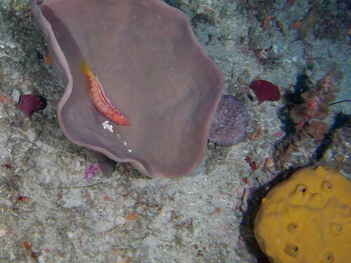 Forktail wrasse (Suezichthys bifurcatus) — Labridae