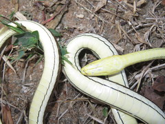Psammophis orientalis