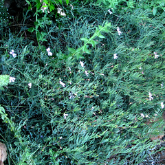 Pelargonium laevigatum