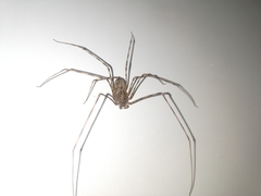 Scytodes globula