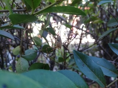 Scytodes globula